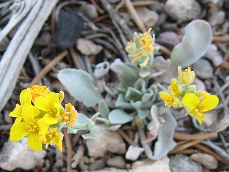 King Bladderpod (Physaria kingii)