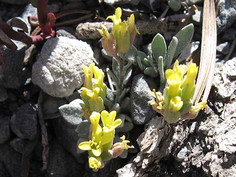 King Bladderpod (Physaria kingii)