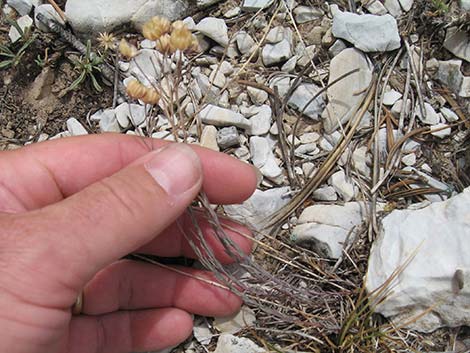 Lewis' Flax (Linum lewisii)