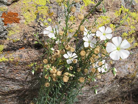 Lewis' Flax (Linum lewisii)