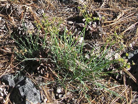 Alpine Biscuitroot (Lomatium graveolens var. alpinum)