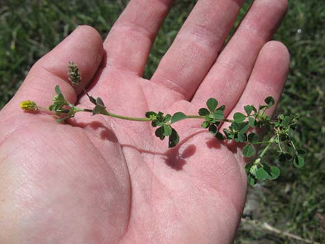 Black Medick (Medicago lupulina)