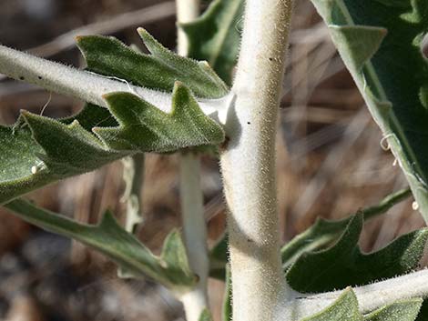 Smoothstem Blazingstar (Mentzelia laevicaulis)