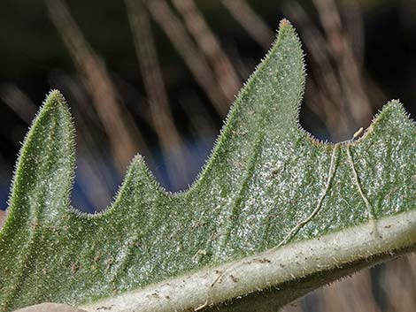 Smoothstem Blazingstar (Mentzelia laevicaulis)