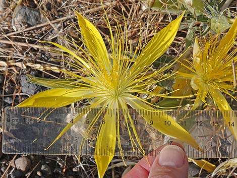 Smoothstem Blazingstar (Mentzelia laevicaulis)