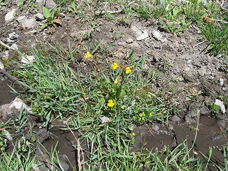 Seep Monkeyflower (Mimulus guttatus)