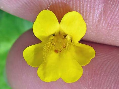 Seep Monkeyflower (Mimulus guttatus)