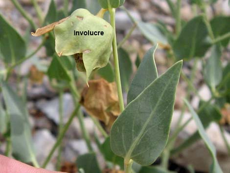 Giant Four O'clock (Mirabilis multiflora)