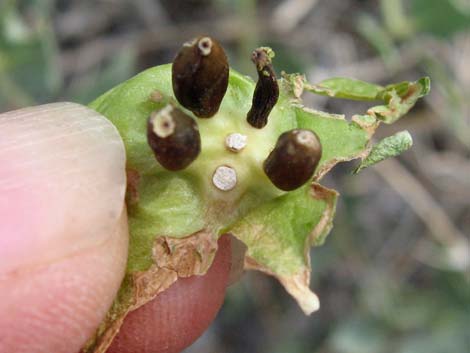 Giant Four O'clock (Mirabilis multiflora)