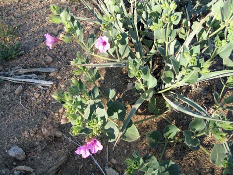 Giant Four O'clock (Mirabilis multiflora)