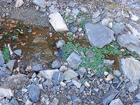 Watercress (Nasturtium officinale)