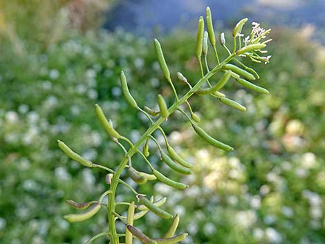 Watercress (Nasturtium officinale)