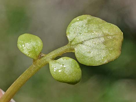 Watercress (Nasturtium officinale)