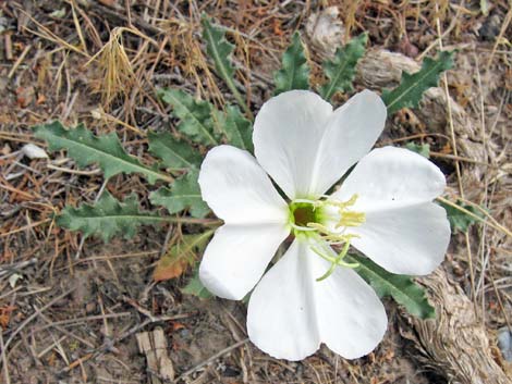 Tufted Evening Primrose (Oenothera caespitosa)