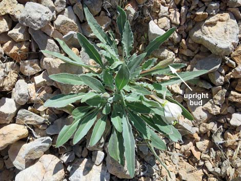 Tufted Evening Primrose (Oenothera caespitosa)