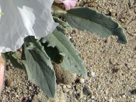 California Evening Primrose (Oenothera avita)