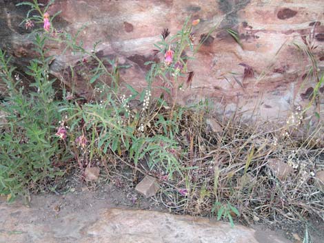 California Evening Primrose (Oenothera avita)