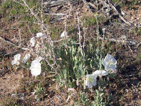 California Evening Primrose (Oenothera avita)