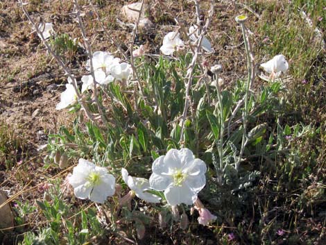 California Evening Primrose (Oenothera avita)