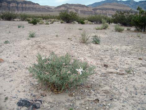 California Evening Primrose (Oenothera avita)