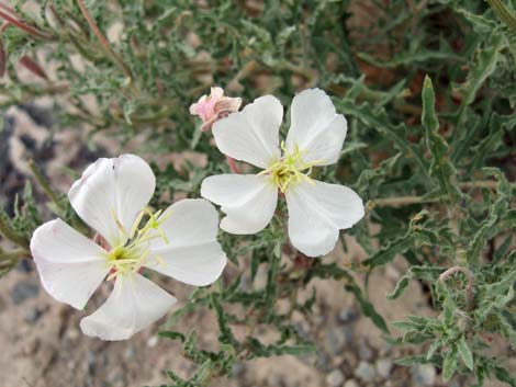 California Evening Primrose (Oenothera avita)