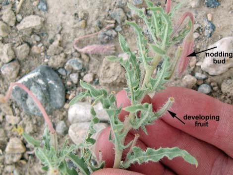 California Evening Primrose (Oenothera avita)