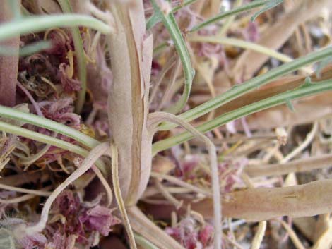 California Evening Primrose (Oenothera avita)