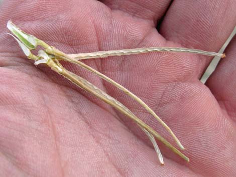 California Evening Primrose (Oenothera avita)