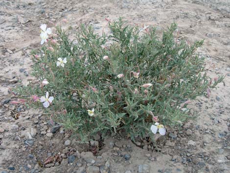 California Evening Primrose (Oenothera avita)