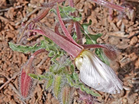 California Evening Primrose (Oenothera avita)