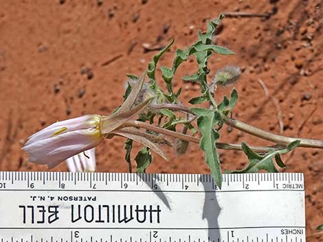 California Evening Primrose (Oenothera avita)