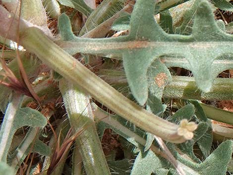 California Evening Primrose (Oenothera avita)