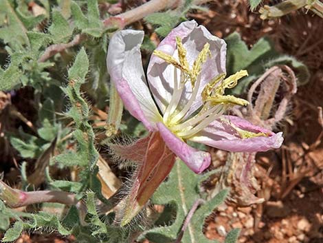 California Evening Primrose (Oenothera avita)