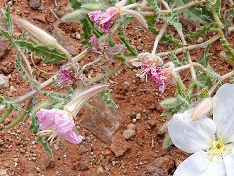 California Evening Primrose (Oenothera avita)