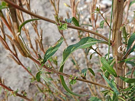 Tall Evening Primrose (Oenothera elata)