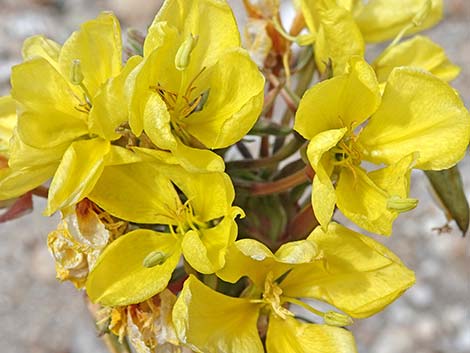 Tall Evening Primrose (Oenothera elata)