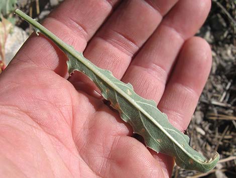 Howard's Evening Primrose (Oenothera howardii)