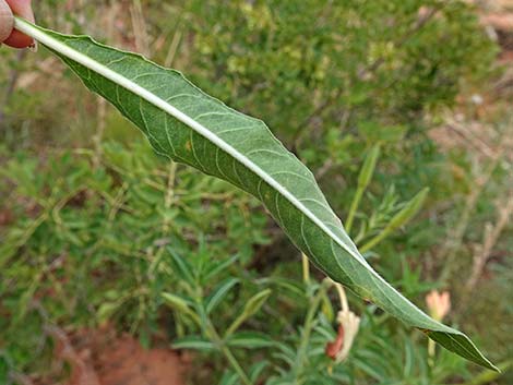 Longstem Evening Primrose (Oenothera longissima)