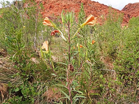 Longstem Evening Primrose (Oenothera longissima)