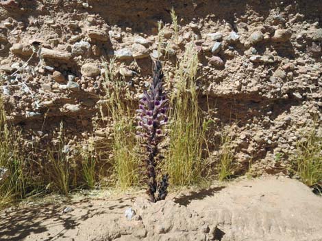 Desert Broom-rape (Orobanche cooperi)