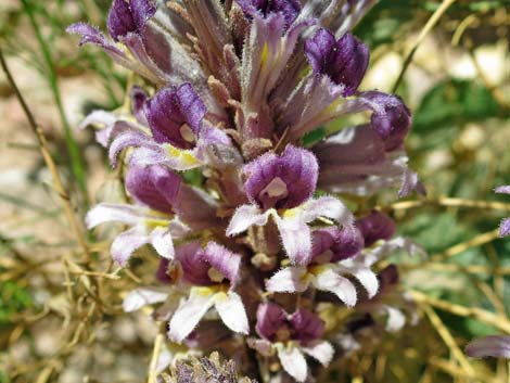 Desert Broom-rape (Orobanche cooperi)