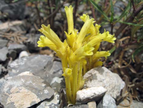 Clustered Broom-rape (Aphyllon fasciculatum)