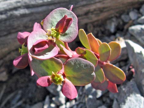 Roundleaf Oxytheca (Oxytheca perfoliata)