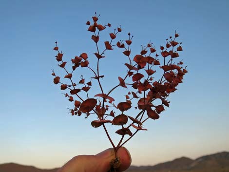 Roundleaf Oxytheca (Oxytheca perfoliata)