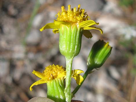 Lobeleaf Groundsel (Packera multilobata)