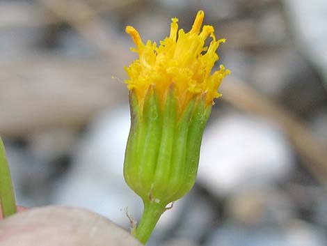 Lobeleaf Groundsel (Packera multilobata)