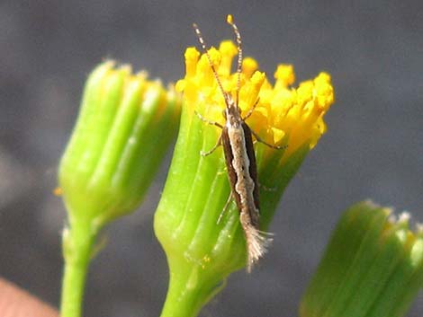 Lobeleaf Groundsel (Packera multilobata)