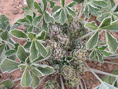 Indian breadroot (Pediomelum castoreum)