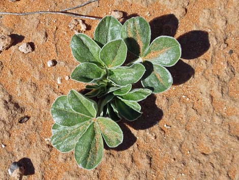 Indian breadroot (Pediomelum castoreum)