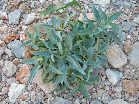 Yellow Pinto Beardtongue (Penstemon bicolor bicolor)